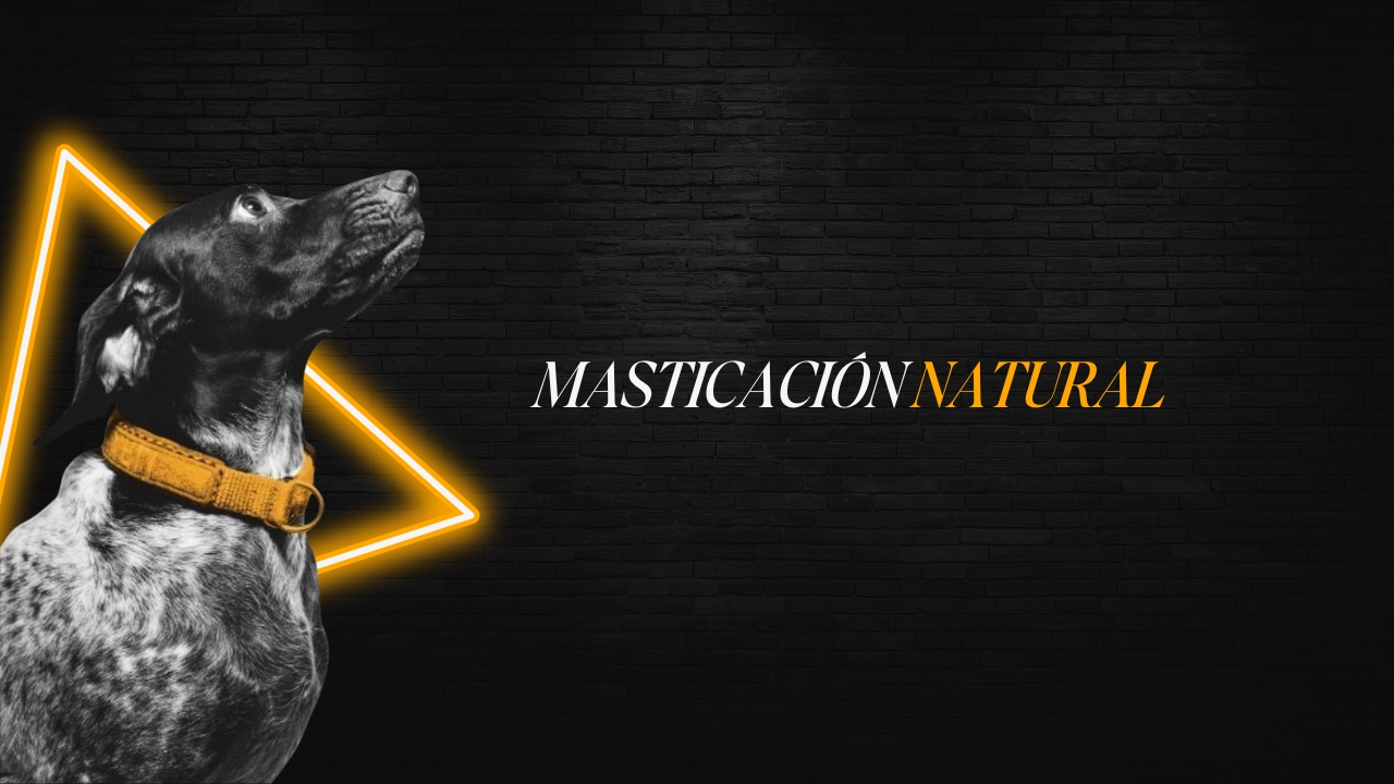 Perro disfrutando un mordedor natural, ejemplo de masticación saludable y calmada. Educación canina respetuosa y bienestar físico y mental.