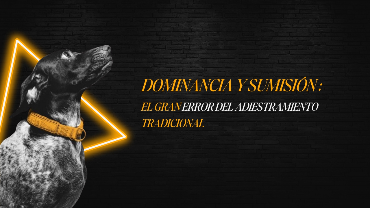 Perro mostrando lenguaje corporal tranquilo junto a su guía, simbolizando equilibrio y comunicación respetuosa.