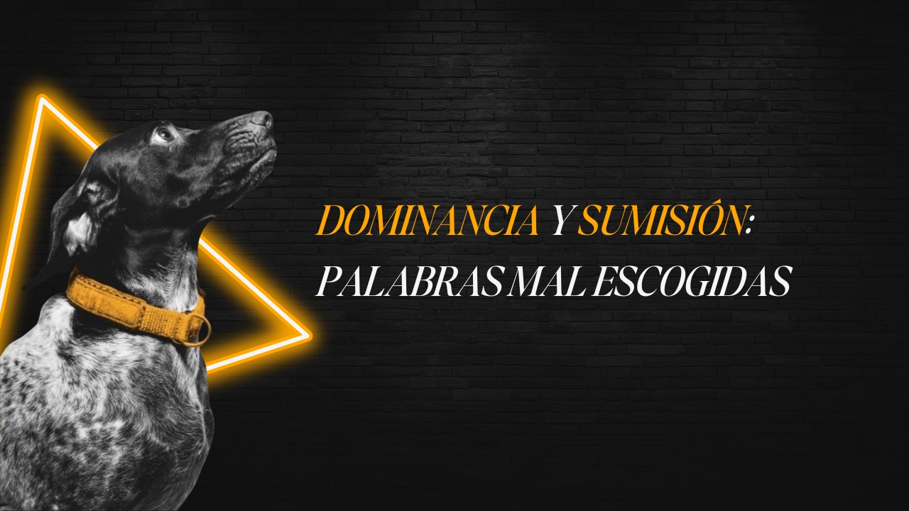 Dos perros comunicándose mediante señales de calma y respeto, representando la verdadera naturaleza de la dominancia y sumisión.