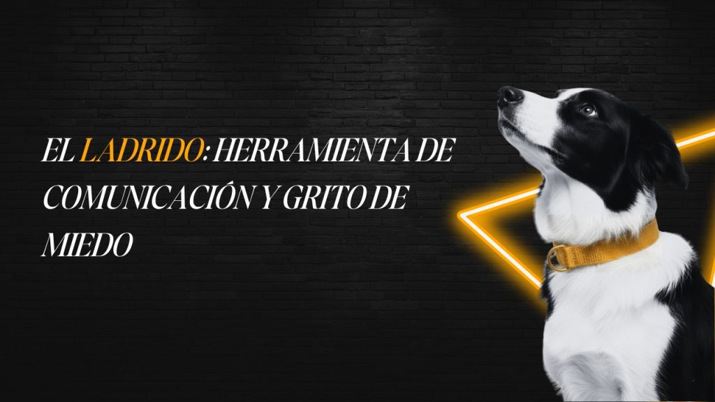 Educadora canina utilizando una correa larga con un perro en un espacio abierto, con calma y sin tensión.