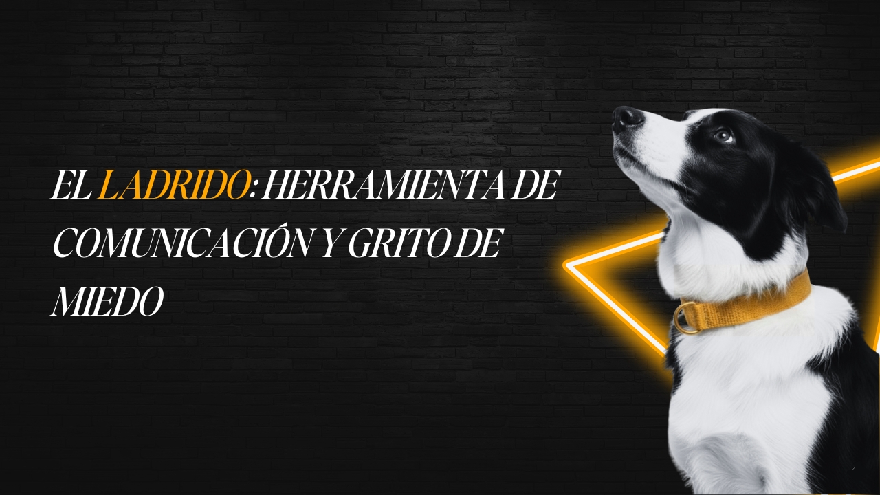 Educadora canina utilizando una correa larga con un perro en un espacio abierto, con calma y sin tensión.