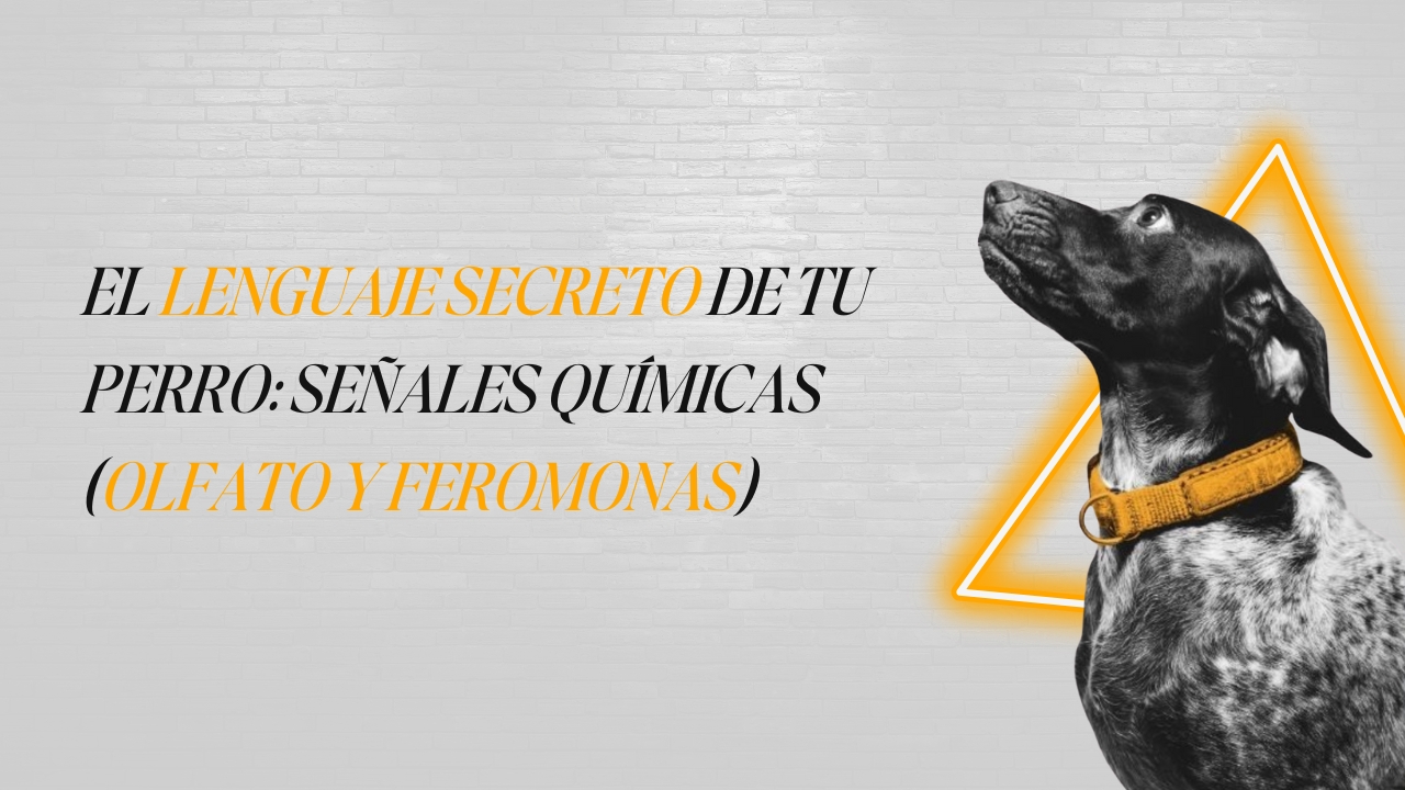 Perro olfateando una marca de orina en un árbol, concentrado en la información química.