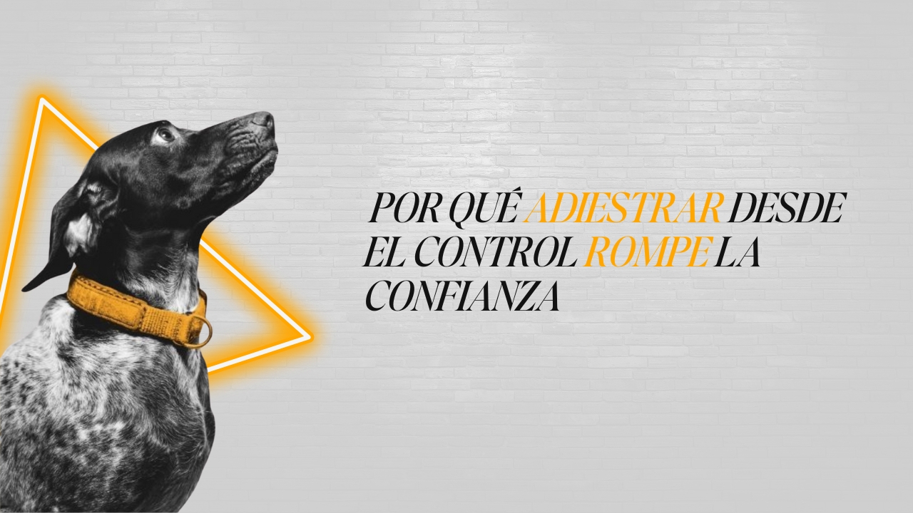 Perro con mirada atenta y gesto contenido, símbolo del miedo y la pérdida de confianza en el adiestramiento coercitivo.