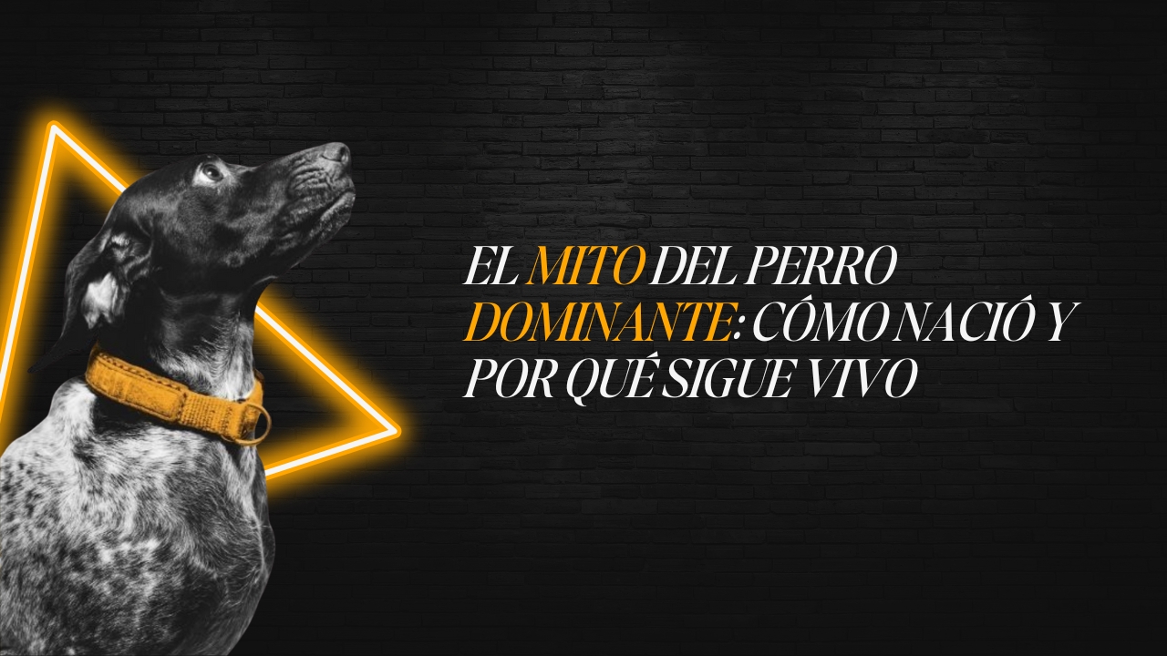 Perro relajado en postura erguida pero tranquila, representando la falsa idea de dominancia frente a la calma y confianza reales.