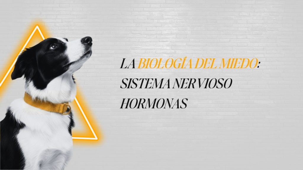 Ilustración médica o esquema de la silueta de un perro mostrando la ubicación de las glándulas suprarrenales y el cerebro.