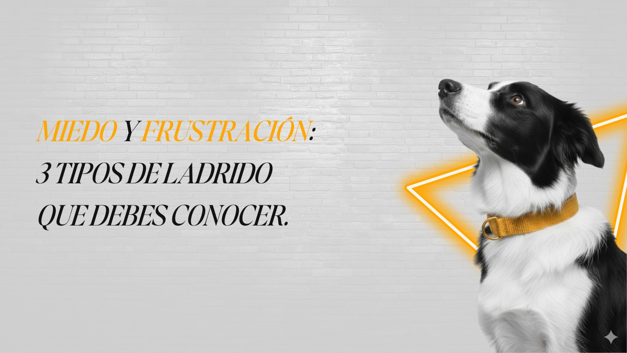 Un perro pastor alemán, comúnmente asociado a la guarda, mostrando una actitud de alerta y tensión.