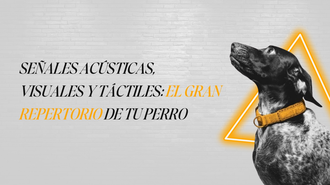 Un husky siberiano aullando bajo la luna, representando el carácter adulto del aullido canino.