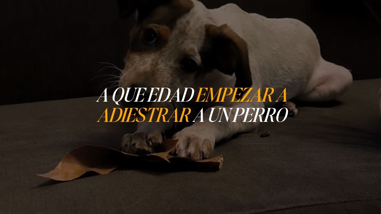 Cachorro aprendiendo comandos básicos de adiestramiento canino en Barcelona