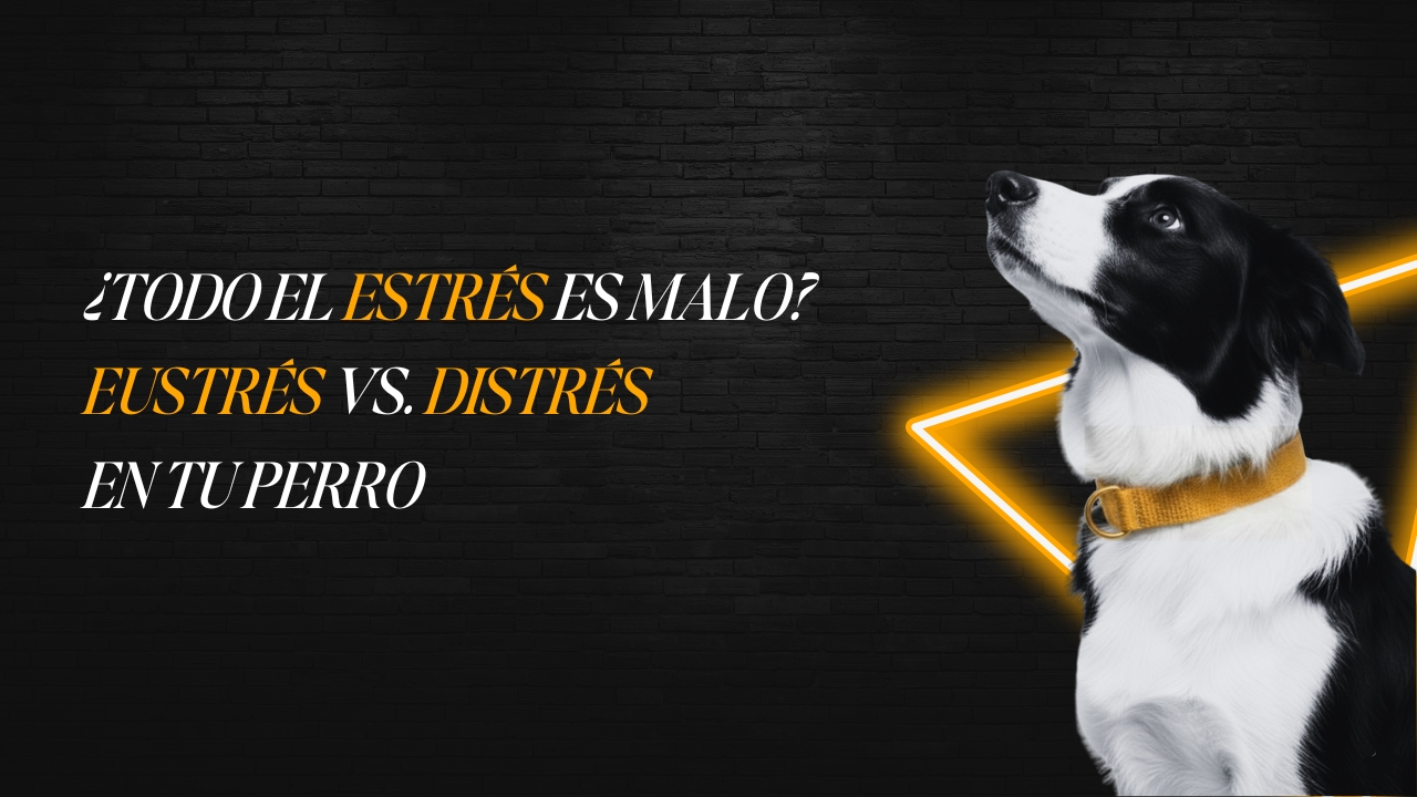 Perro border collie saltando un obstáculo de agility con expresión de atención y vitalidad.