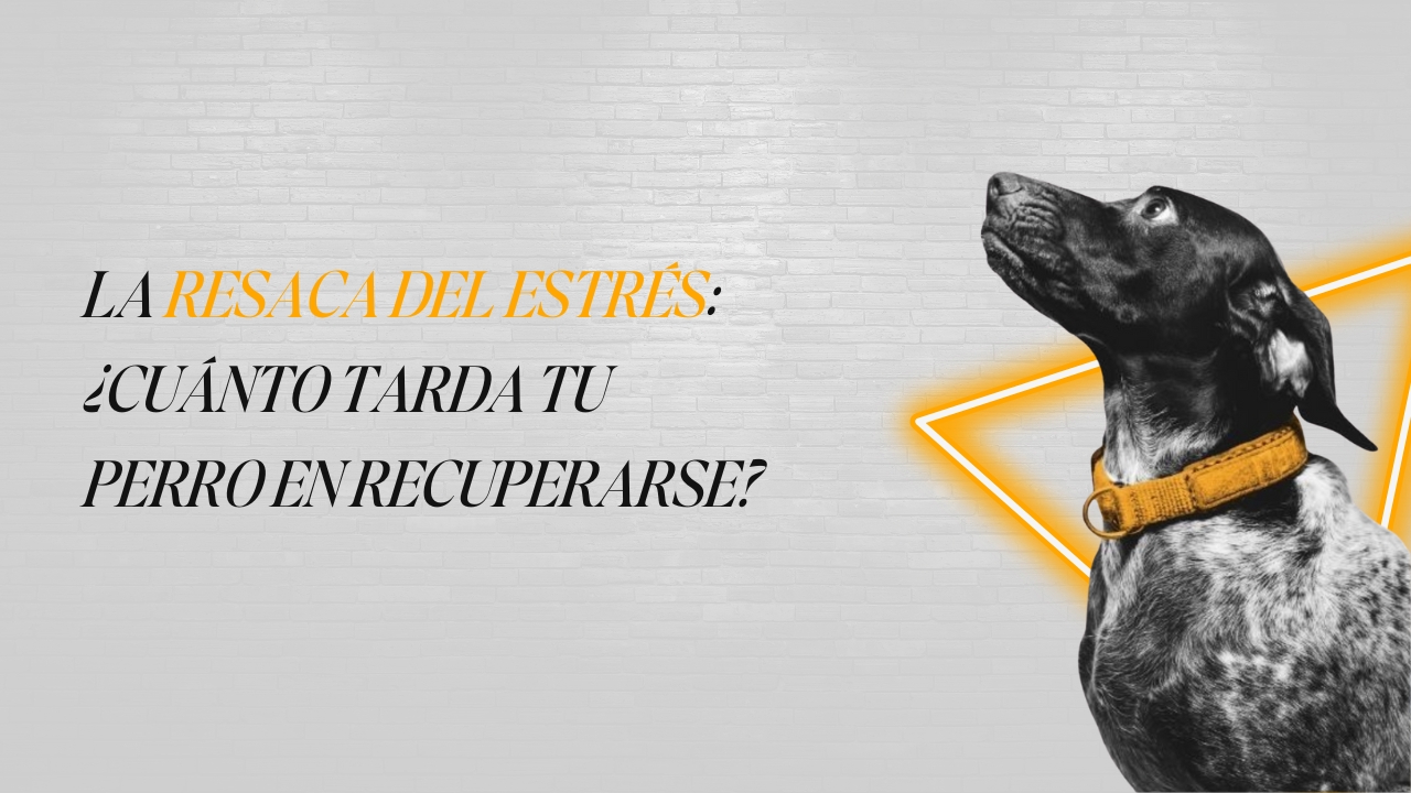 Un perro durmiendo profundamente en su cama en un entorno tranquilo y hogareño.