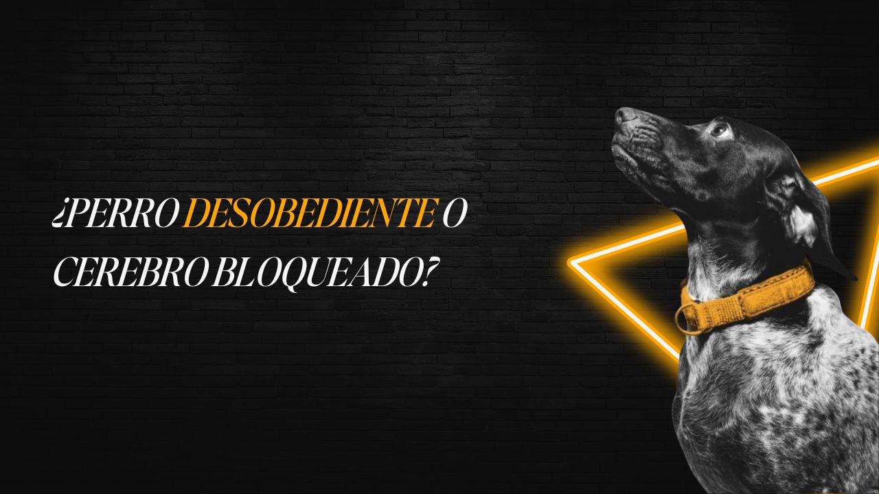 Primer plano de la cara de un perro con las pupilas dilatadas y orejas hacia atrás, mostrando señales de estrés.