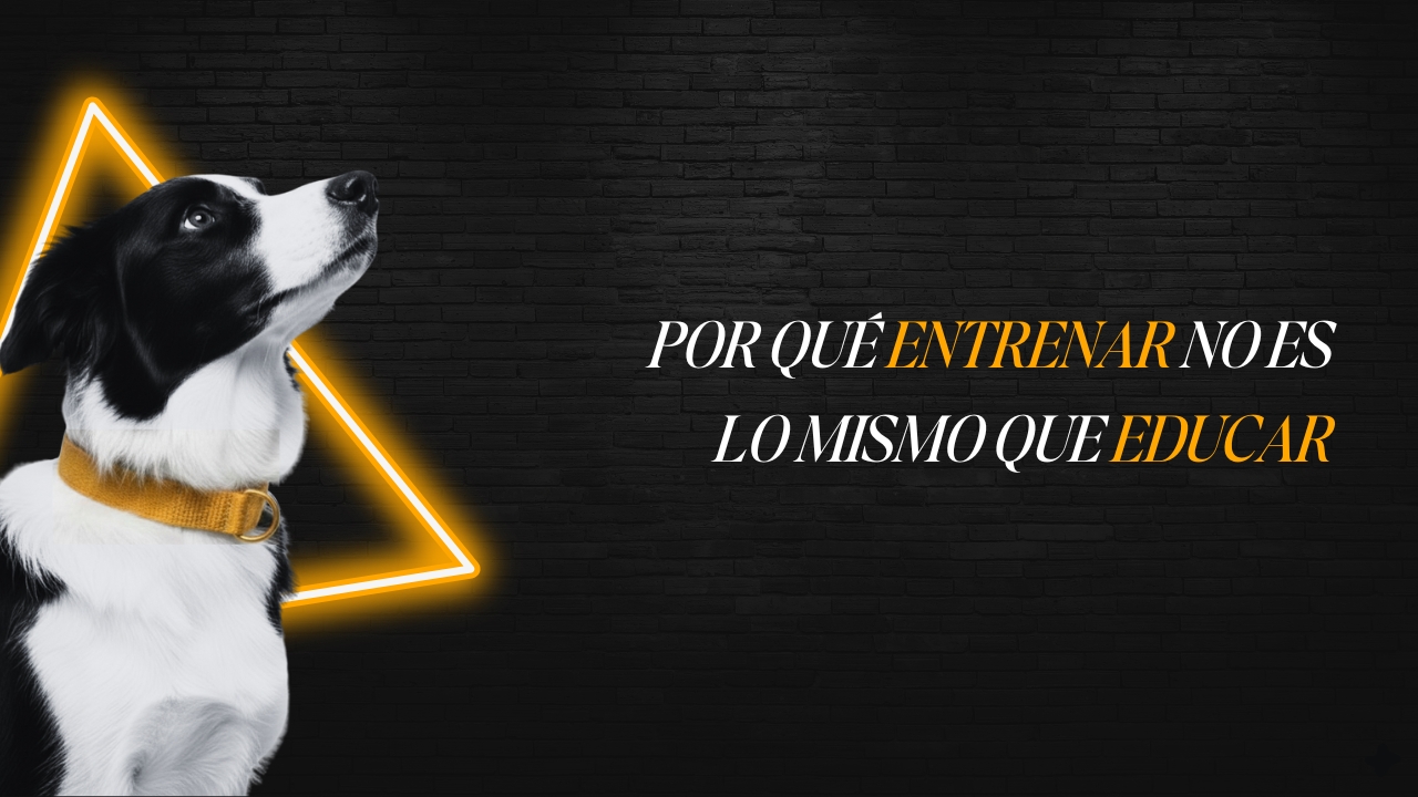 Perro junto a su tutor en una situación tranquila, representando la diferencia entre entrenar conductas y educar emocionalmente.