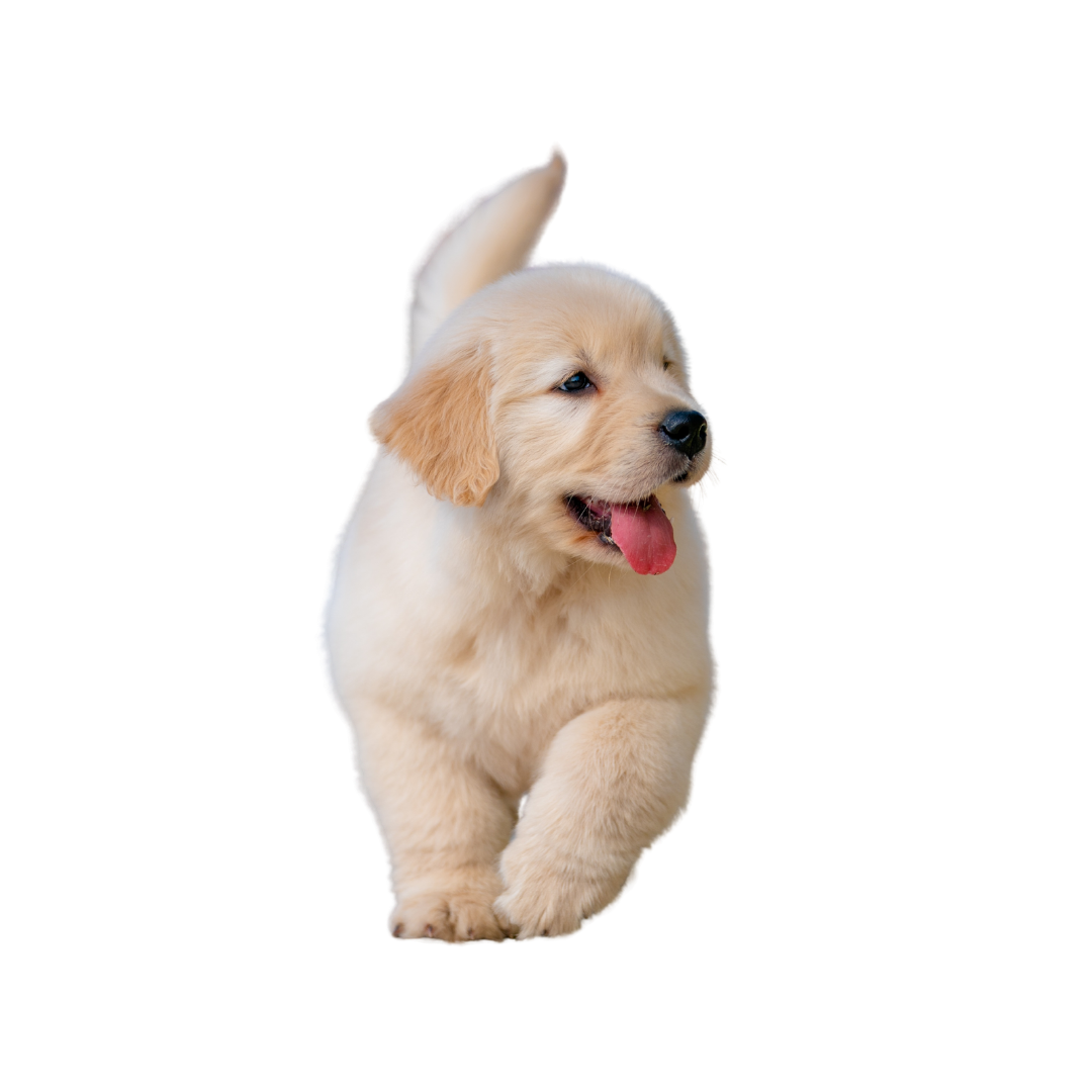 Cachorro iniciando sus primeras etapas de educación y adaptación en casa