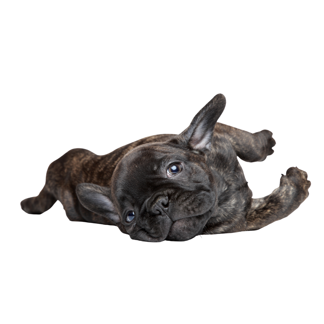 Cachorro en etapa de desarrollo temprano durante su proceso de educación