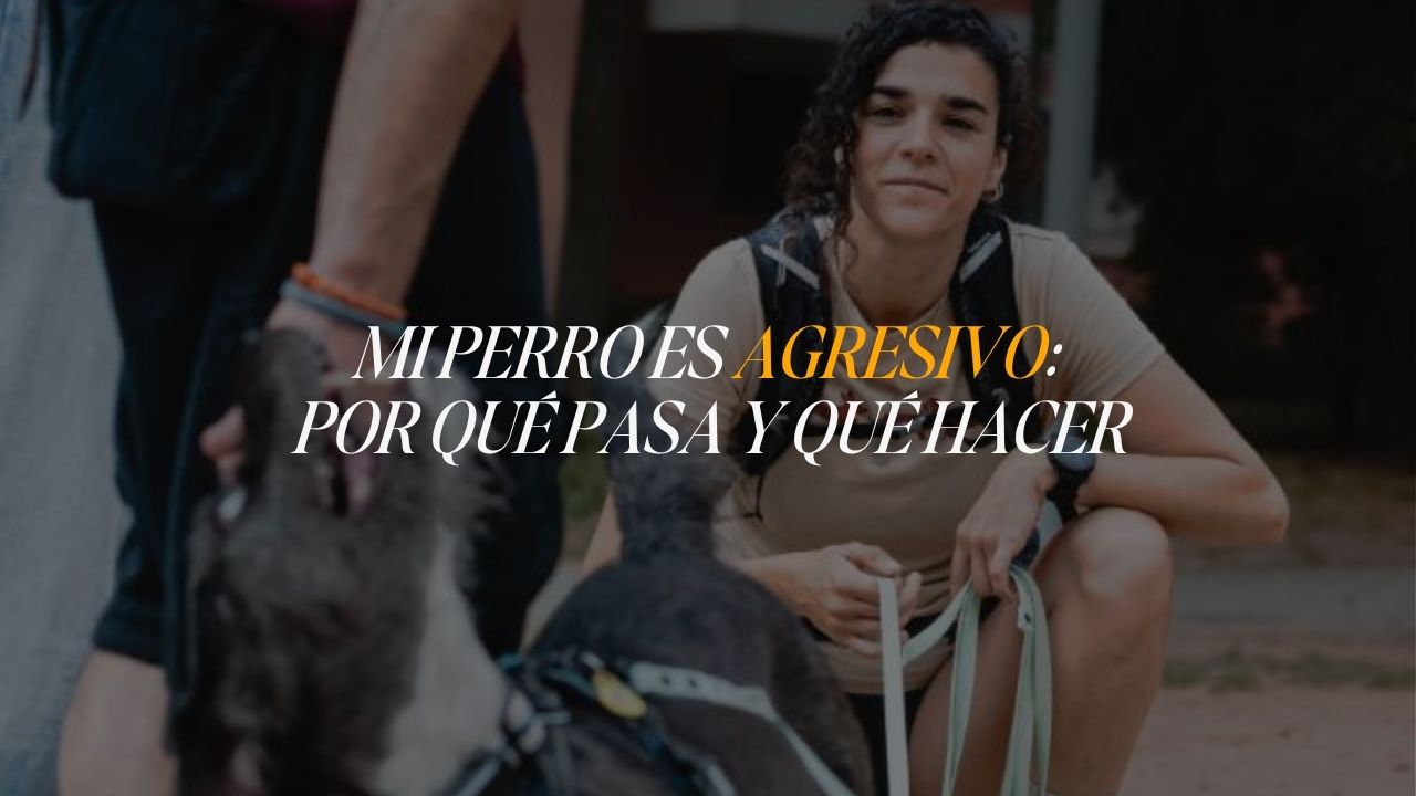 Nei Fuentes de El Perro Negro agachada junto a un perro con arnés durante una sesión de trabajo de agresividad canina