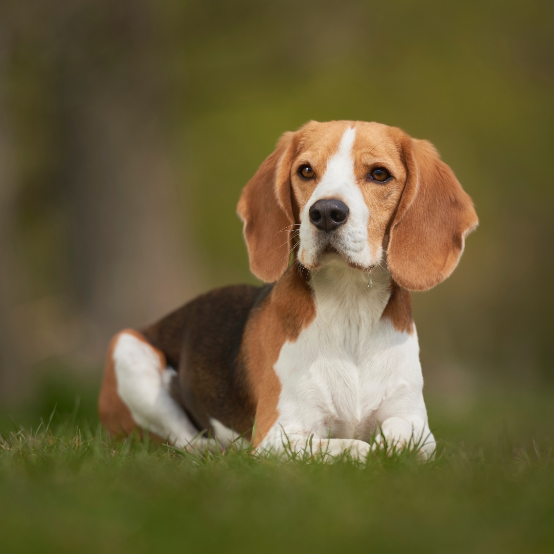 Beagle adulto tumbado en la hierba mirando a cámara, raza conocida por su instinto olfativo, independencia y tendencia a los ladridos y aullidos