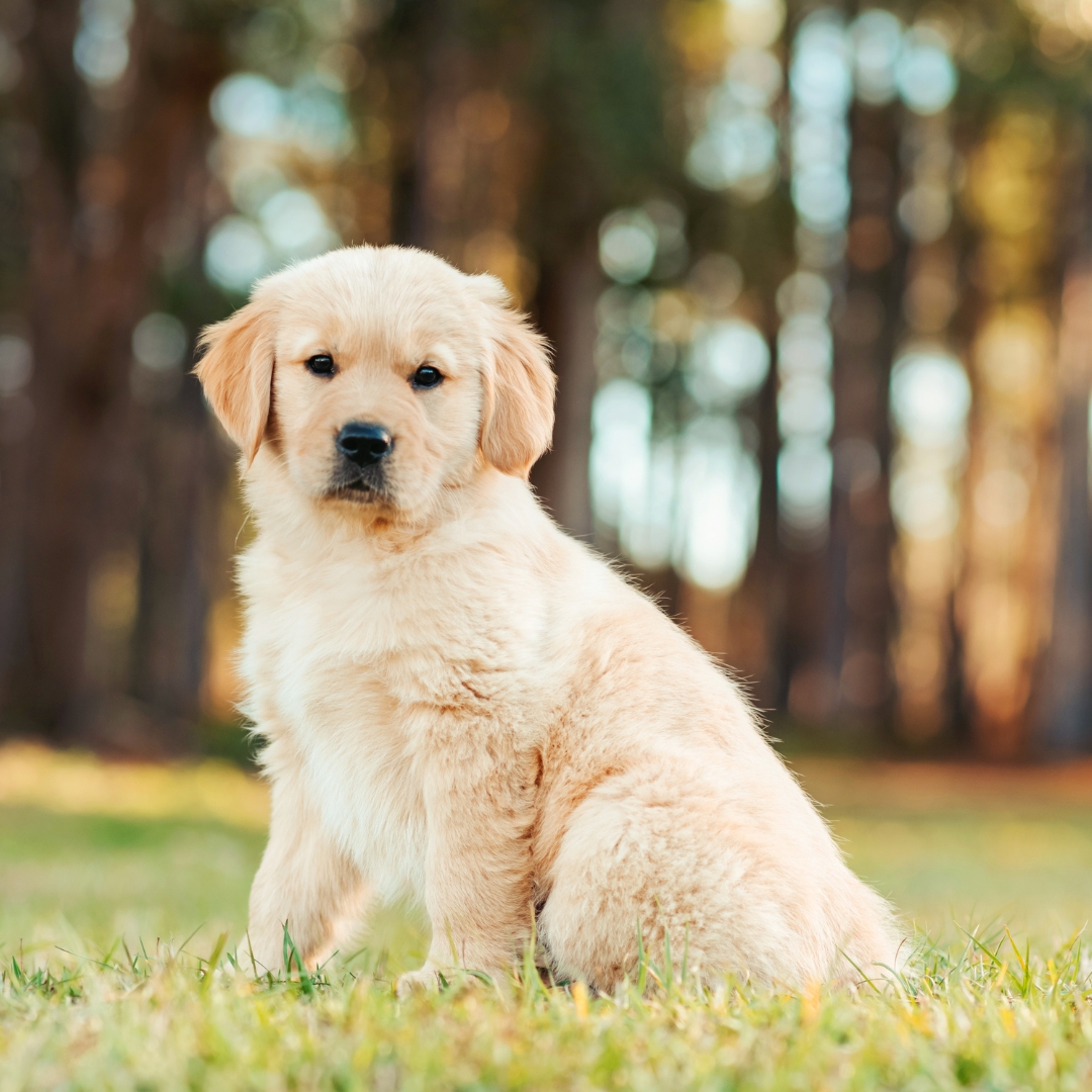 Cachorro de Golden Retriever sentado en el jardín, raza conocida por su carácter afectuoso y su necesidad de educación desde temprana edad