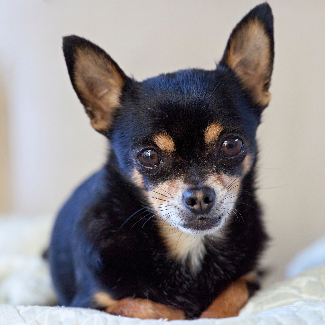 Chihuahua negro y fuego tumbado mirando a cámara, raza conocida por su carácter intenso, sus ladridos y su tendencia a la agresividad por miedo