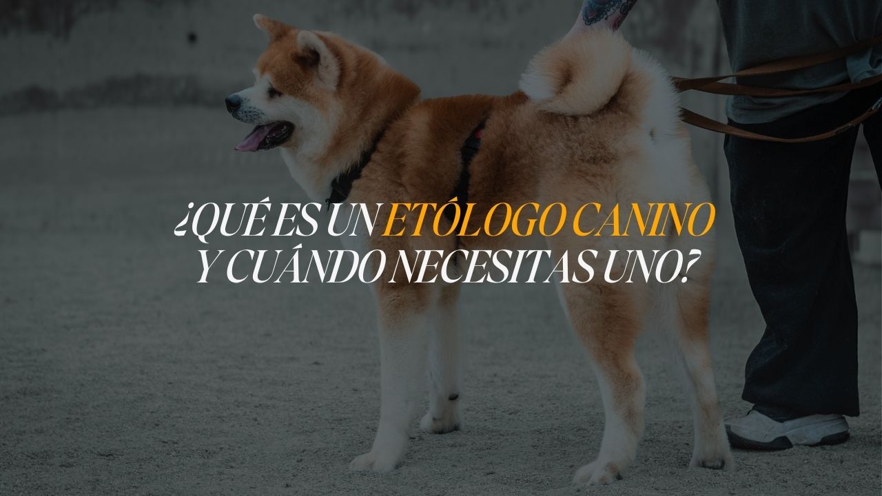 Perro akita inu durante sesión de educación canina en Barcelona con Nei Fuentes, educadora canina respetuosa