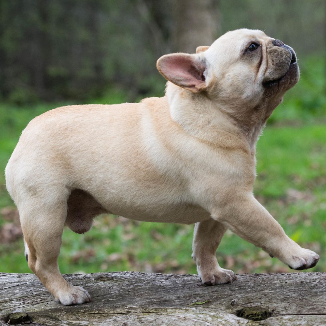 Bulldog Francés en sesión de educación canina con El Perro Negro en Barcelona
