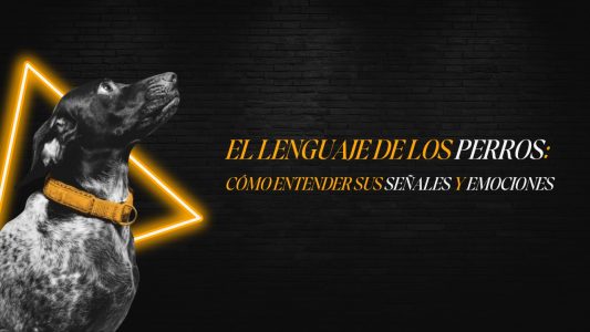 Perro comunicándose con lenguaje corporal tranquilo, mirada suave y señales de calma. Educación canina en positivo.