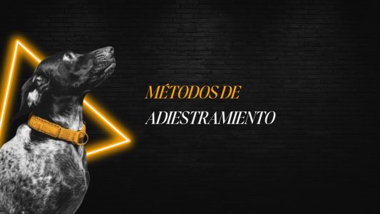 Métodos de adiestramiento canino